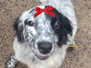 Cachorro raça SRD-ViraLata idade 7 a 11 meses nome Suzi