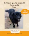 Cachorra