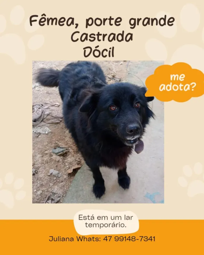 Cachorro raça SRD-ViraLata idade 3 anos nome Cachorra