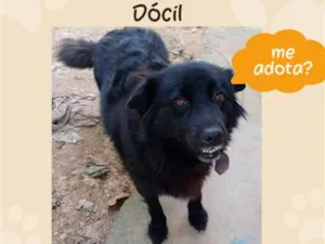 Cachorro raça SRD-ViraLata idade 3 anos nome Cachorra