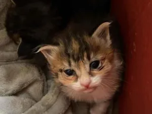 Gato raça SRD-ViraLata idade Abaixo de 2 meses nome gatinhos filhotes