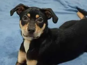Cachorro raça SRD-ViraLata idade 2 a 6 meses nome Chanel