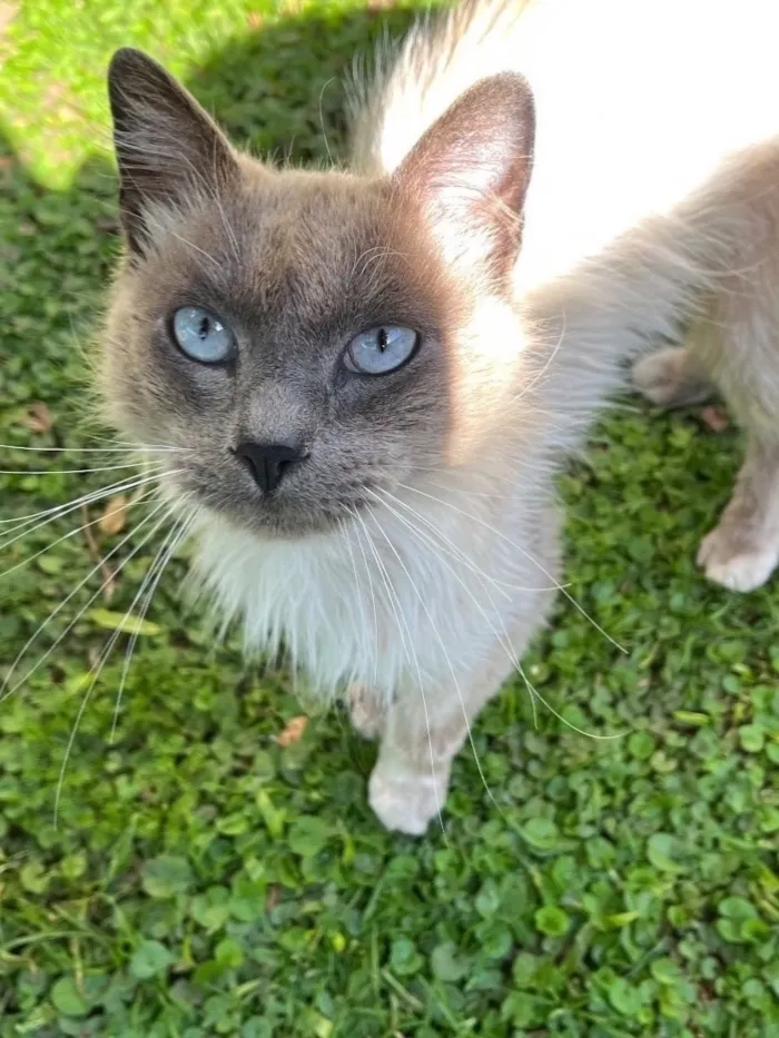Gato raça Siamês idade 4 anos nome Roberto 