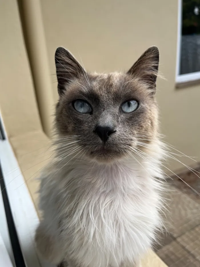 Gato raça Siamês idade 4 anos nome Roberto 