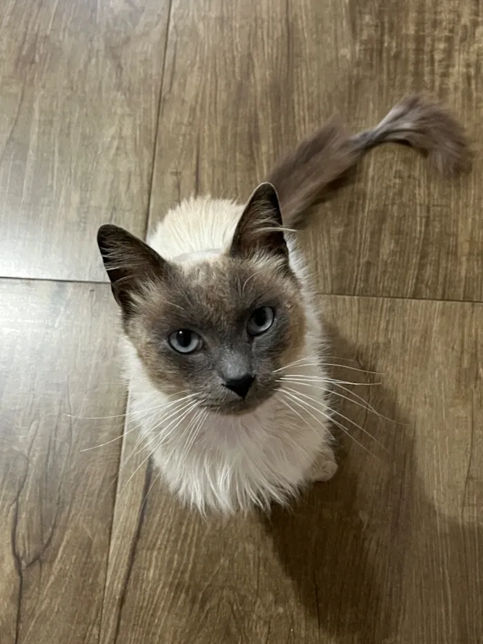 Gato raça Siamês idade 4 anos nome Roberto 