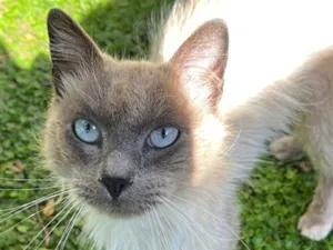 Gato raça Siamês idade 4 anos nome Roberto 