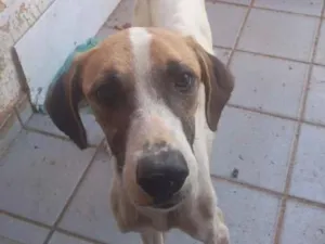Cachorro raça SRD-ViraLata idade 3 anos nome tina