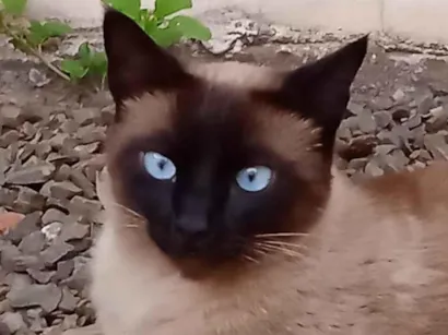 Gato raça Siamês idade 1 ano nome BLUE