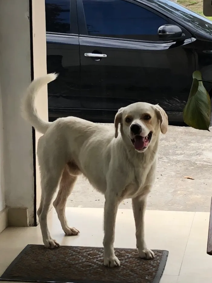 Cachorro raça Labrador idade 2 anos nome Luck