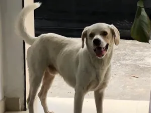 Cachorro raça Labrador idade 2 anos nome Luck