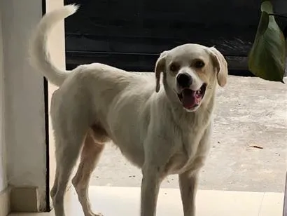 Cachorro raça Labrador idade 2 anos nome Luck