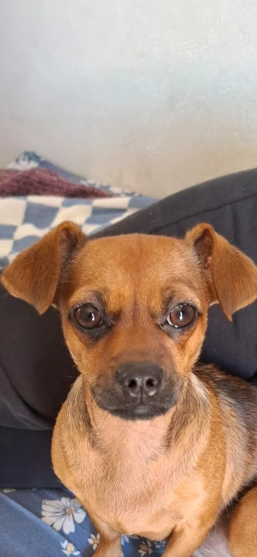 Cachorro raça SRD-ViraLata idade 1 ano nome lua 