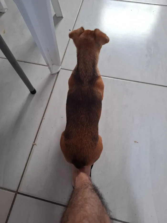 Cachorro raça SRD-ViraLata idade 1 ano nome lua 