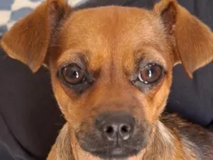 Cachorro raça SRD-ViraLata idade 1 ano nome lua 
