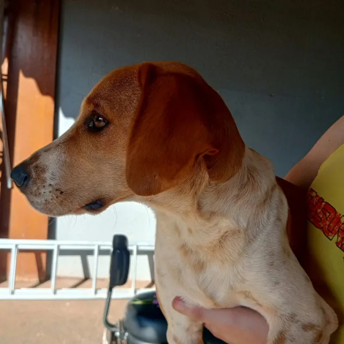 Cachorro raça SRD-ViraLata idade 7 a 11 meses nome Bilbo