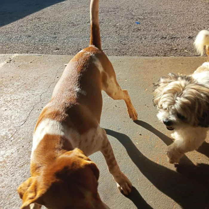 Cachorro raça SRD-ViraLata idade 7 a 11 meses nome Bilbo