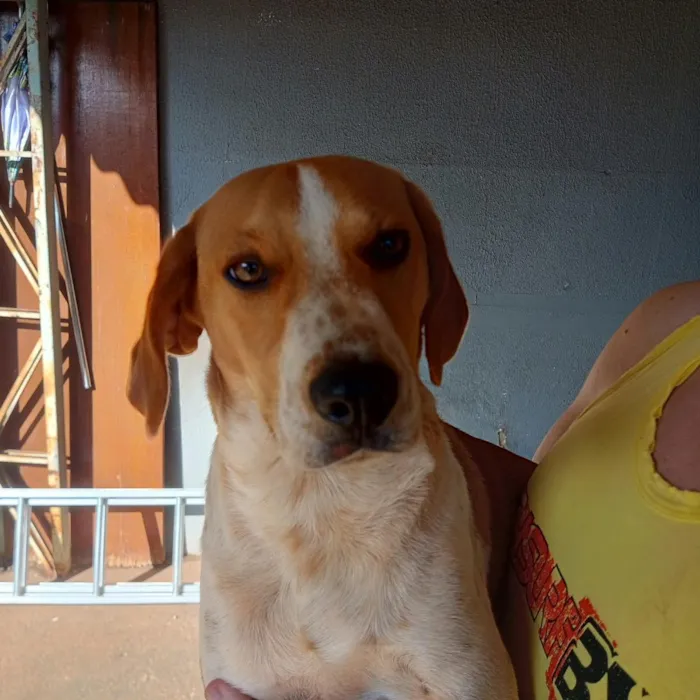 Cachorro raça SRD-ViraLata idade 7 a 11 meses nome Bilbo