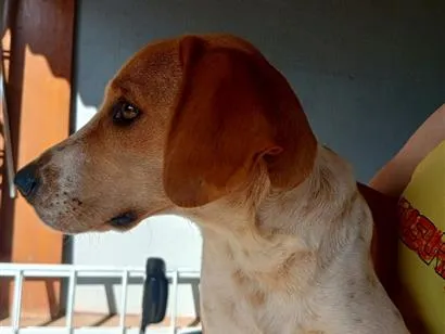 Cachorro raça SRD-ViraLata idade 7 a 11 meses nome Bilbo