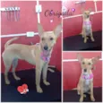 Belinha