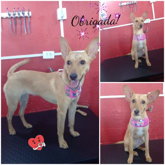 Cachorro raça SRD-ViraLata idade 3 anos nome Belinha