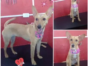Cachorro raça SRD-ViraLata idade 3 anos nome Belinha