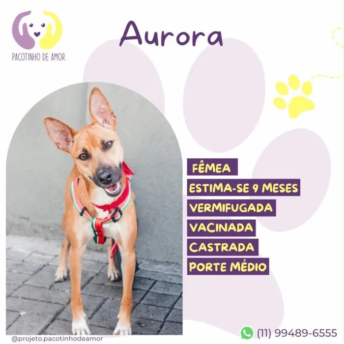 Cachorro raça SRD-ViraLata idade 7 a 11 meses nome Aurora
