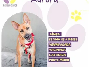 Cachorro raça SRD-ViraLata idade 7 a 11 meses nome Aurora
