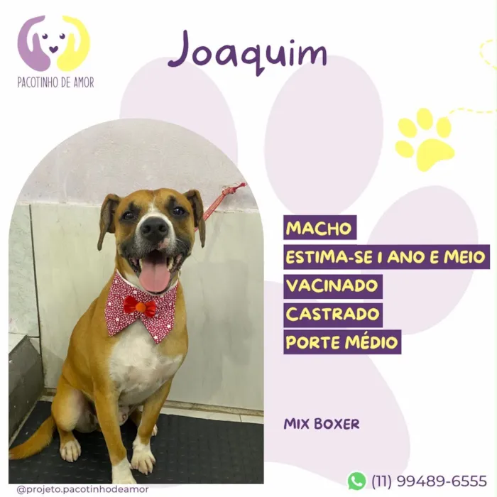 Cachorro raça SRD-ViraLata idade 1 ano nome Joaquim