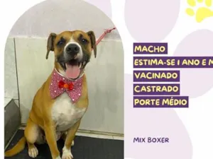 Cachorro raça SRD-ViraLata idade 1 ano nome Joaquim