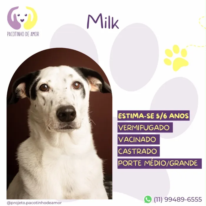Cachorro raça SRD-ViraLata idade 6 ou mais anos nome Milk