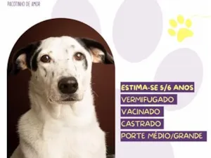 Cachorro raça SRD-ViraLata idade 6 ou mais anos nome Milk