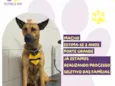 Bento Marmaduke