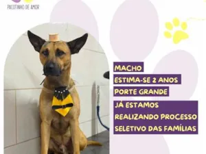 Cachorro raça SRD-ViraLata idade 2 anos nome Bento Marmaduke
