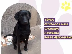 Cachorro raça SRD-ViraLata idade 2 anos nome Julie