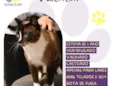 Valentim