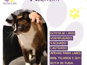 Gato raça SRD-ViraLata idade 1 ano nome Valentim
