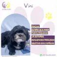 Vini