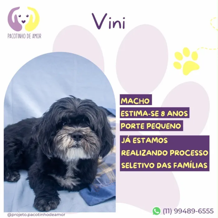 Cachorro raça SRD-ViraLata idade 6 ou mais anos nome Vini