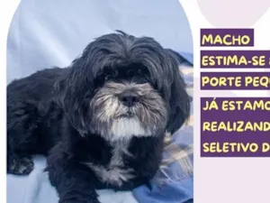 Cachorro raça SRD-ViraLata idade 6 ou mais anos nome Vini