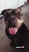 Amora
