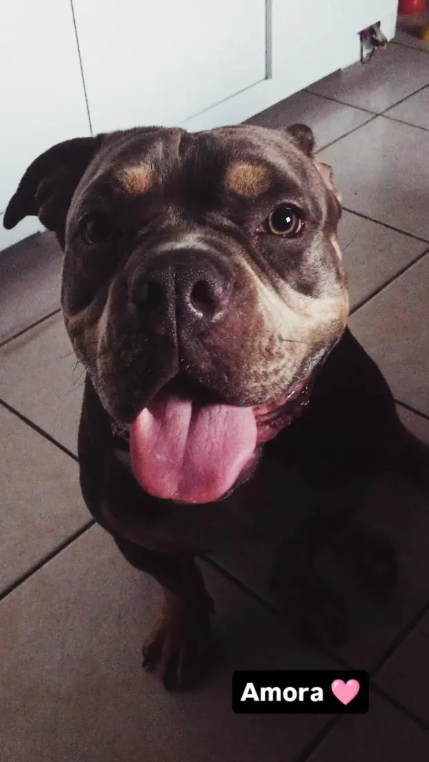 Cachorro raça Pit-Bull idade 2 anos nome Amora