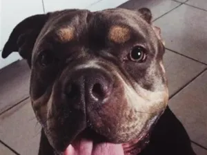 Cachorro raça Pit-Bull idade 2 anos nome Amora
