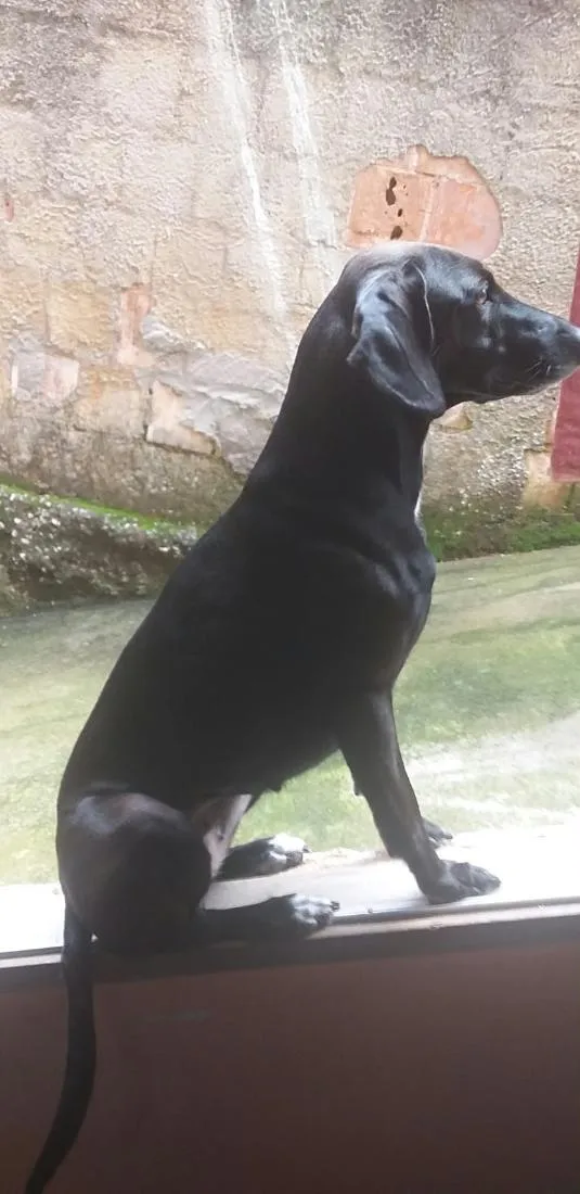 Cachorro raça SRD-ViraLata idade 6 ou mais anos nome Kiara
