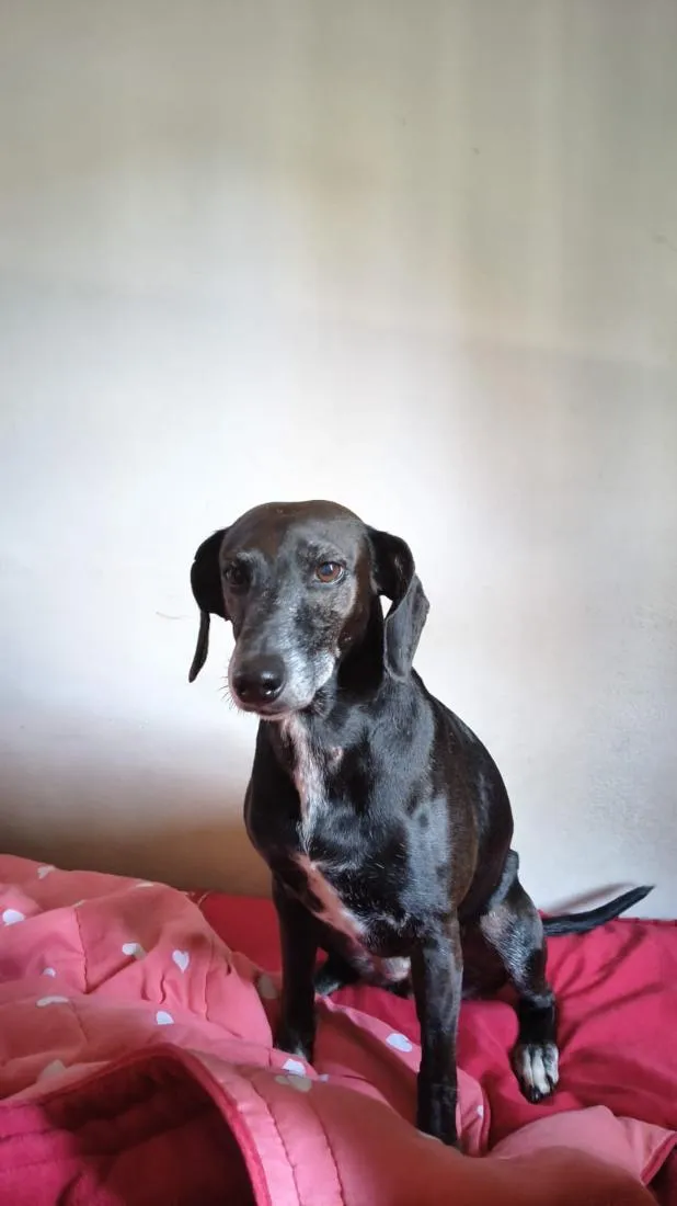 Cachorro raça SRD-ViraLata idade 6 ou mais anos nome Kiara