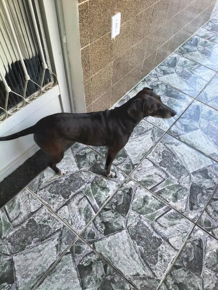 Cachorro raça SRD-ViraLata idade 6 ou mais anos nome Kiara