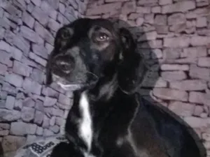 Cachorro raça SRD-ViraLata idade 6 ou mais anos nome Kiara