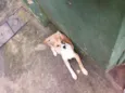 animal sem nome, para adoção 
