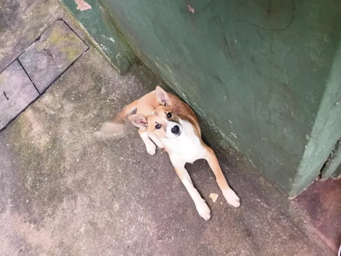 Cachorro raça SRD-ViraLata idade 2 a 6 meses nome animal sem nome, para adoção 