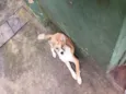 animal sem nome, para adoção 