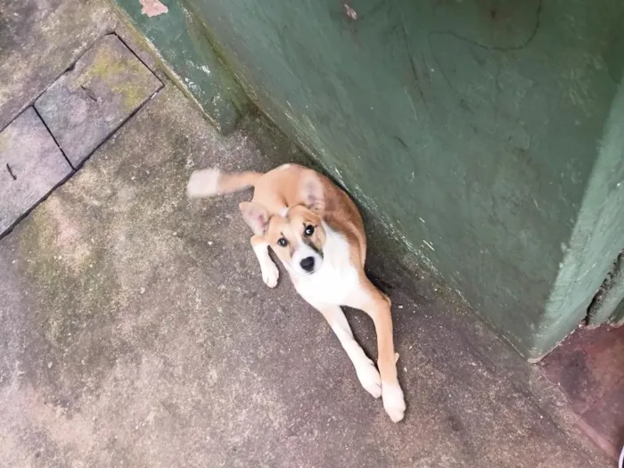 Cachorro raça SRD-ViraLata idade 2 a 6 meses nome animal sem nome, para adoção 